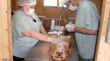 Cronograma de quirófano canino móvil en Rivadavia