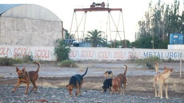 Perros Callejeros&nbsp;