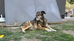 Cola, la perra de la Plaza 25 de Mayo. Acompaña todos los días al kiosco de calle Mitre y Mendoza. Cola, la perra de la Plaza 25 de Mayo. Acompaña todos los días al kiosco de calle Mitre y Mendoza.