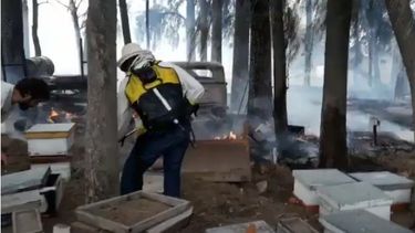 La historia del predio apicultor que fue destrozado por las llamas en Santa Lucía