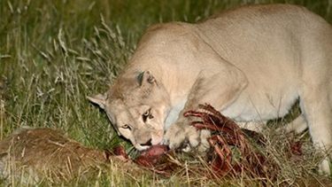 Los pumas, el nuevo enemigo de los productores vallistos