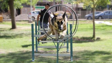El entrenamiento fitness de los perros héroes de la Policía