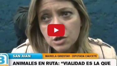 Peligro, animales en rutas: Vialidad Nacional es la que tiene que alambrar