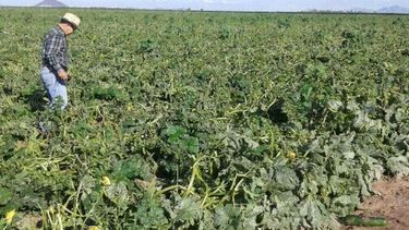 Por el granizo, en Tamberías se perdió el 50 % de la producción de hortalizas