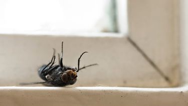 La Mosca, el insecto que pronostica la muerte en el Marcial Quiroga