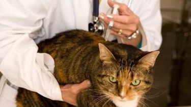 Quirófano móvil para castración de perros y gatos