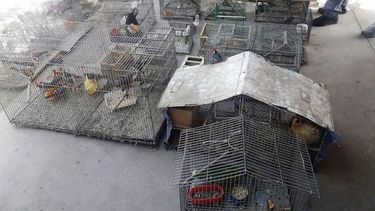 Allanamientos: Rescataron un mono, un tucán y 78 aves