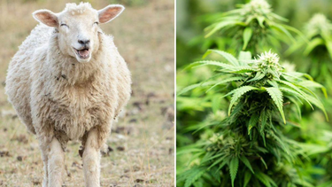 Ovejas comieron por error 300 kilos de marihuana en Grecia
