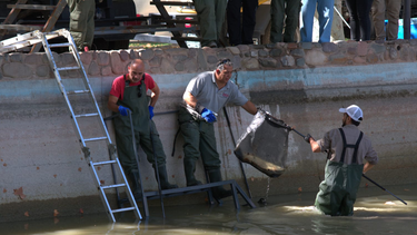 Cómo sacan y trasladan a los históricos peces del lago del Parque de Mayo.