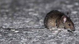 El ratón colilargo es el principal transmisor del hantavirus. El ratón colilargo es el principal transmisor del hantavirus.