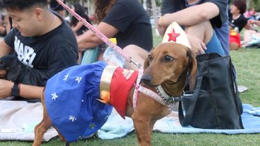 ¡Ningunos panchos! Los perros salchichas coparon el Parque de Mayo sanjuanino