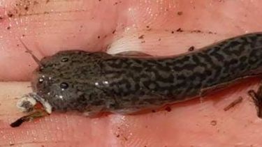 El bagre del Leoncito es una joya para la biología que habita en este rincón de Barreal. Foto: IG del Parque Nacional El Leoncito.