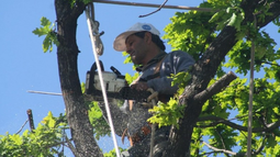 Comenzó el periodo de poda autorizada en San Juan.
