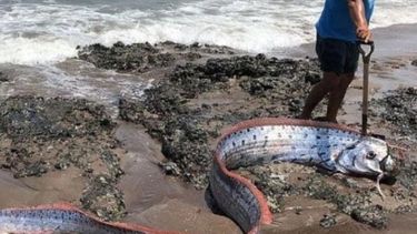 La aparición de un pez remo en las costas de Chile ha despertado preocupación en la sociedad