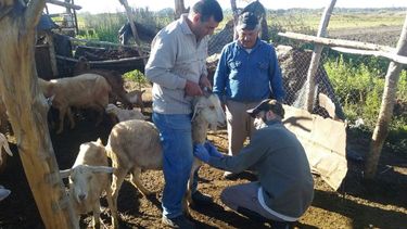 Campaña de Sanidad caprina y bovina en Rawson