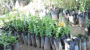 La Provincia repartirá 60.000 árboles entre los municipios