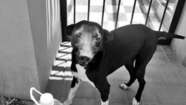Convocan a una marcha por Topito, el perro asesinado en San Juan.