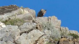 Descubrieron un animal en peligro de extinción y crearon grupo para cuidar Agua Pinto