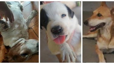 Estos son los perritos que buscan un hogar en San Juan