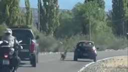 Denuncian que un conductor abandonó a su perro en medio de una calle sanjuanina. Foto: captura de video Denuncian que un conductor abandonó a su perro en medio de una calle sanjuanina. Foto: captura de video