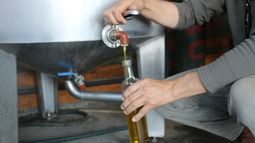 Cómo nace la magia del aceite de oliva sanjuanino