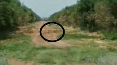 Dicen haber filmado un puma en Pocito, pero es una fake news