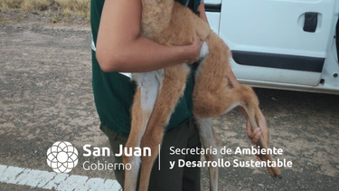 Rescataron un guanaco bebé herido