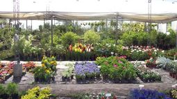 Atención sanjuanino, venta de plantas forestales y ornamentales