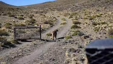 Caucete: liberaron a dos pumas en una reserva natural privada