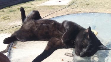 Desesperante: familia sanjuanina llevó a castrar a su gato y le devolvieron otro