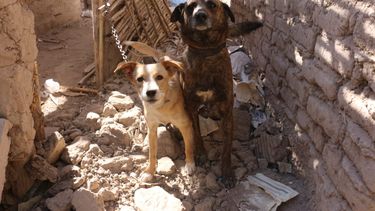 Las curiosidades y los asombrosos números del megarescate de mascotas