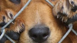 El fuerte descargo de una proteccionista tras una condena por zoofilia en San Juan: Es una burla para la sociedad El fuerte descargo de una proteccionista tras una condena por zoofilia en San Juan: Es una burla para la sociedad