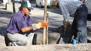 La Ciudad comenzó la reforestación en Avenida Libertador