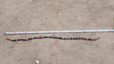 La víbora que fue hallada por un joven en una localidad de Albardón.