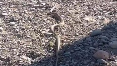 La serpiente que llamó la atención por pelearse con un águila a orillas de una ruta en Zonda.