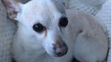 El perro más viejo del mundo es un chihuahua y vive en Florida