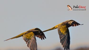 Polo Díaz, el ‘cazador’ de aves que la rompe en las redes