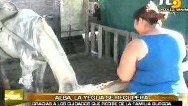 La yegua Alba necesita ayuda para recuperarse