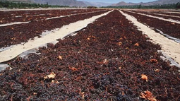 Imagen ilustrativa Imagen ilustrativa