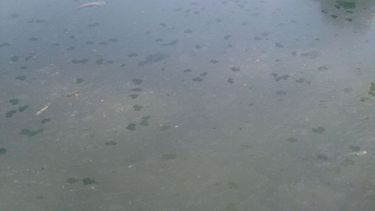 Creer o reventar: ¿La Virgen se manifestó en su día?