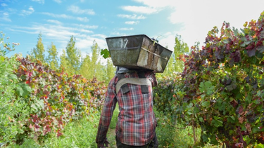 FOEVA rompe la paritaria vitivinícola y convoca a un paro nacional