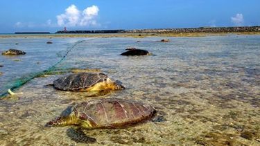 A puñaladas, un pescador mató a decenas de tortugas marinas protegidas