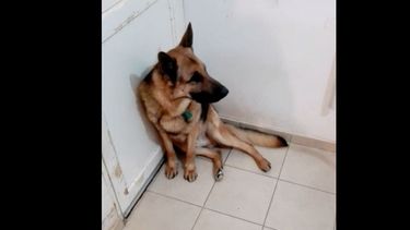 Conocé a Simón, el perro más pistero de Pocito