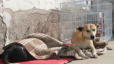 ¿Cuáles son los beneficios de la esterilización en las mascotas?