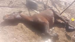 Buscan salvar a una yegua desnutrida que parió en Angaco Buscan salvar a una yegua desnutrida que parió en Angaco