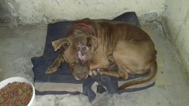 Emociona a San Juan el rescate de un perro que pasó 168 horas en un pozo