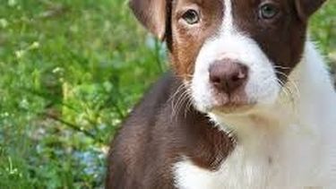 ¿Esterilizaste a tu mascota? Si no lo hiciste, copate ¡es gratis!