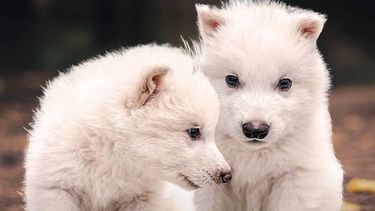 Lograron clonar a los lobos de Game of Thrones, extintos hace 10.000 años