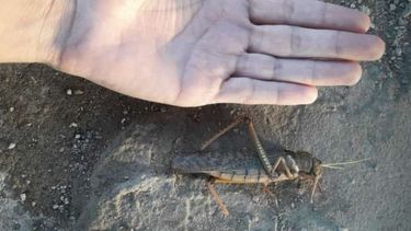 Aparecieron langostas gigantes en Pocito