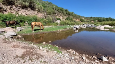 Producción articula acciones para asistir a los ganaderos que pierden animales por la sequía